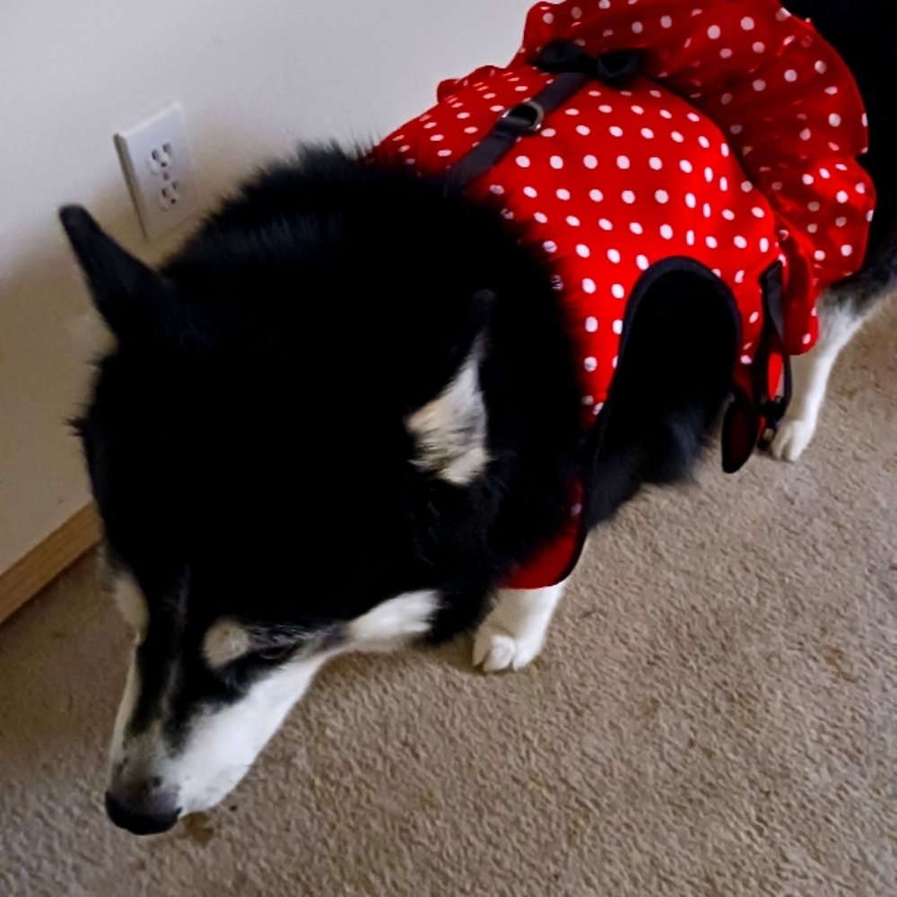 Disney Minnie Mouse dog harness